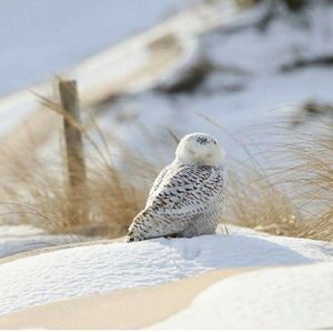 Meet your Posher, Mariann